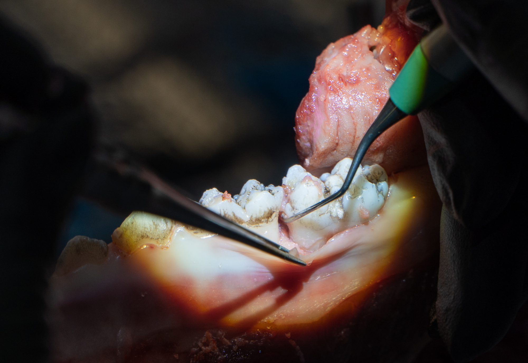 SITE_COVER_Intro_to_Perio_Surgery_2026